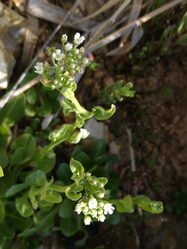 Samolus valerandi (Primulaceae)
