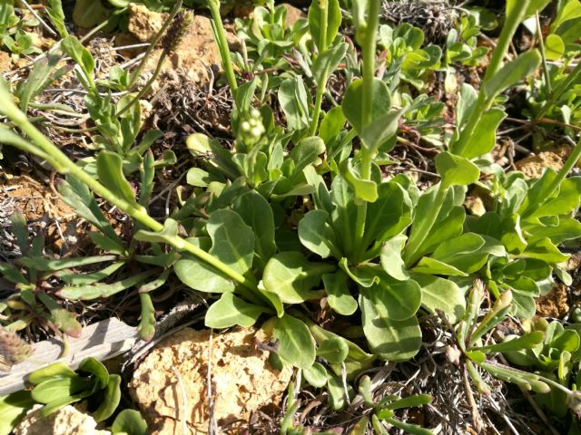 Samolus valerandi (Primulaceae)