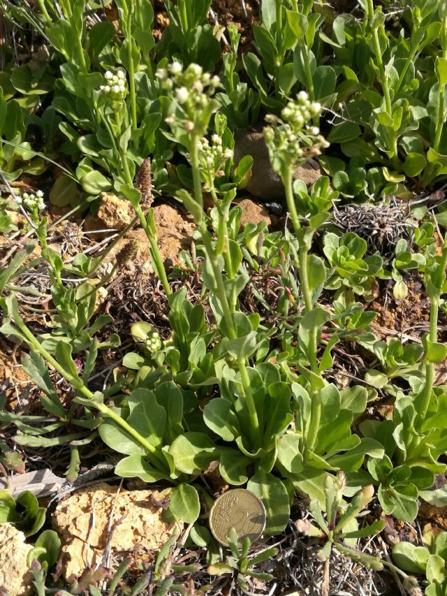 Samolus valerandi (Primulaceae)