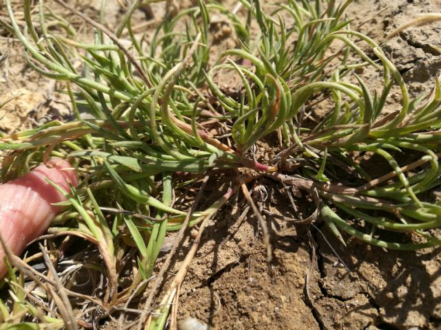 Parapholis incurva (Poaceae)