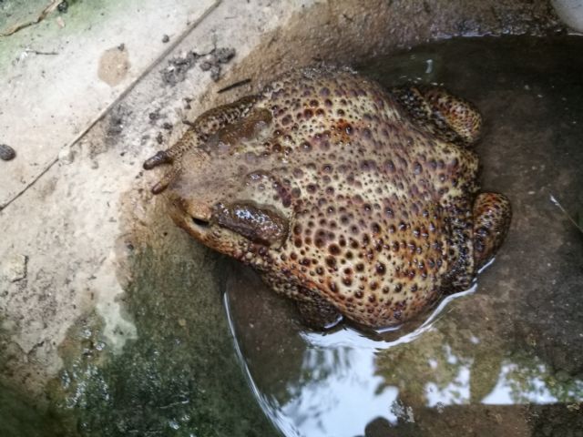 Da confermare:  Bufo bufo ?   S !