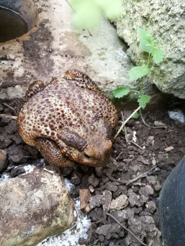 Da confermare:  Bufo bufo ?   S !