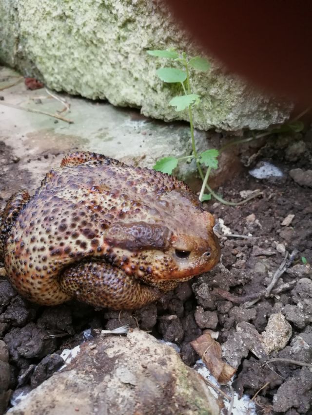 Da confermare:  Bufo bufo ?   S !