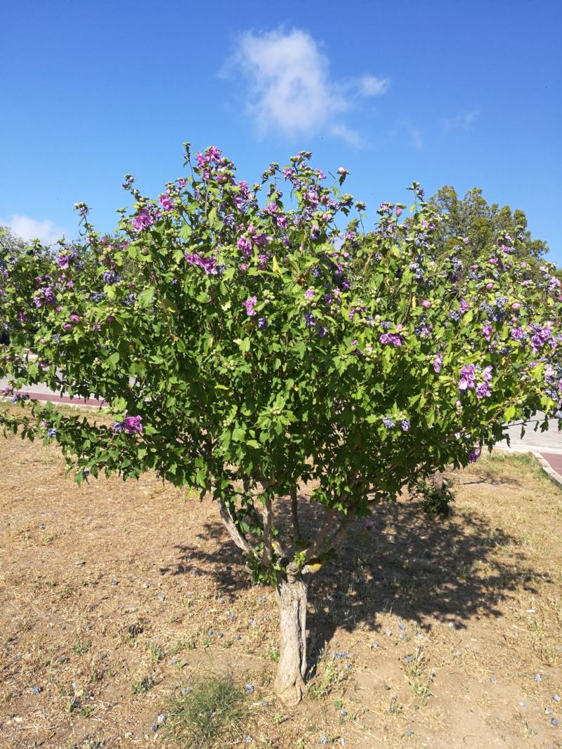 cv di Hibiscus syriacus (Malvaceae)