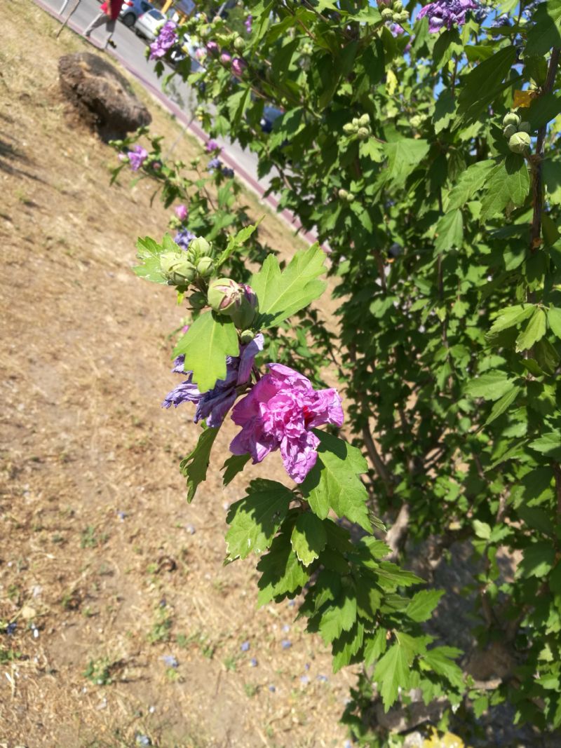 cv di Hibiscus syriacus (Malvaceae)