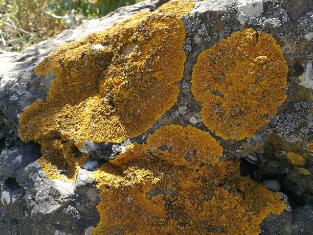 xanthoria parietina