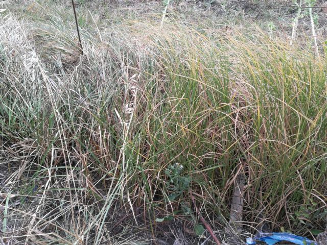 Da determinare - Carex sp. (indeterminabile)