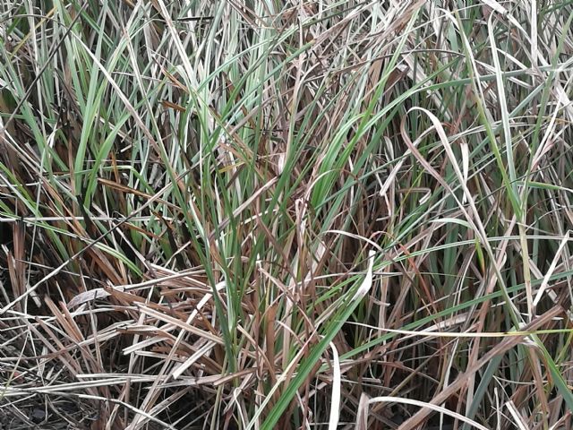 Da determinare - Carex sp. (indeterminabile)