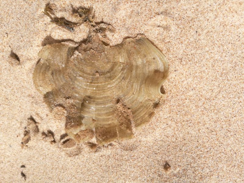 Da determinare - Padina pavonica (Linnaeus) Thivy