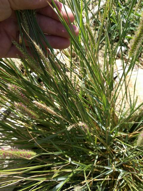 Setaria sp. (Poaceae)