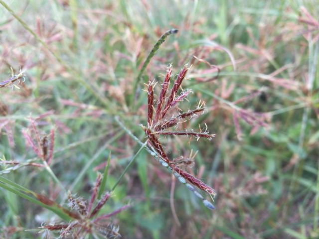 Cyperaceae: Cyperus rotundus? S !