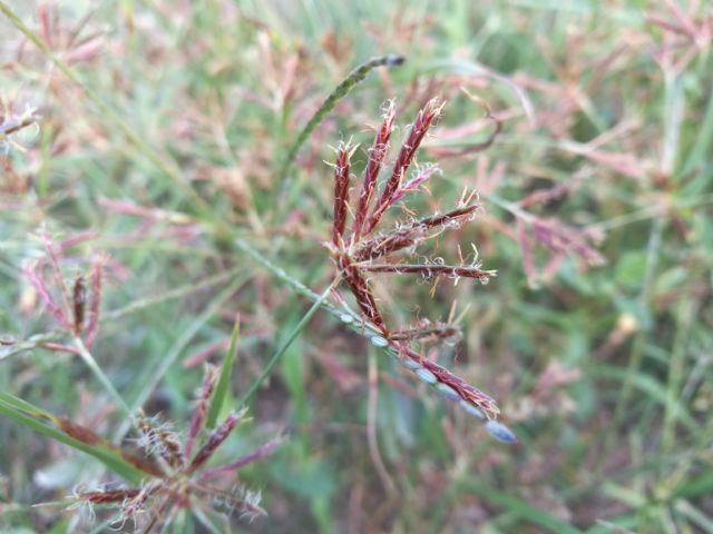 Cyperaceae: Cyperus rotundus? S !