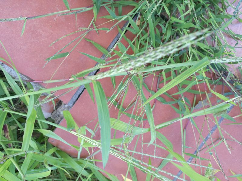Cynodon dactylon  (Poaceae)