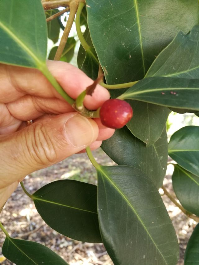 Quale specie di Ficus?   Ficus elastica