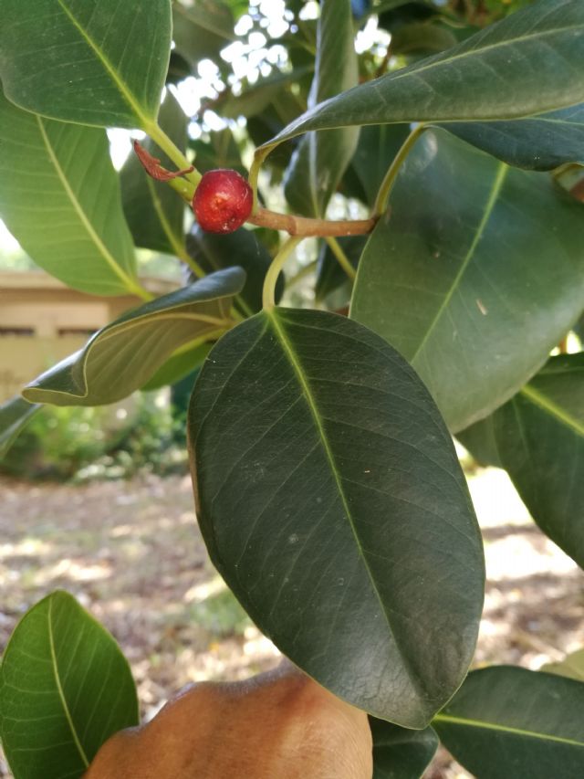 Quale specie di Ficus?   Ficus elastica