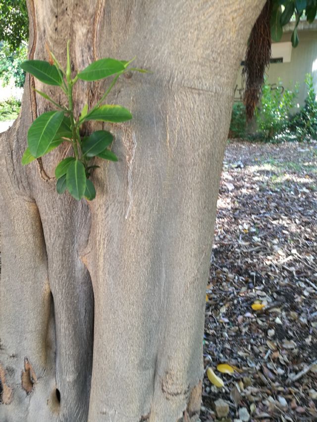 Quale specie di Ficus?   Ficus elastica