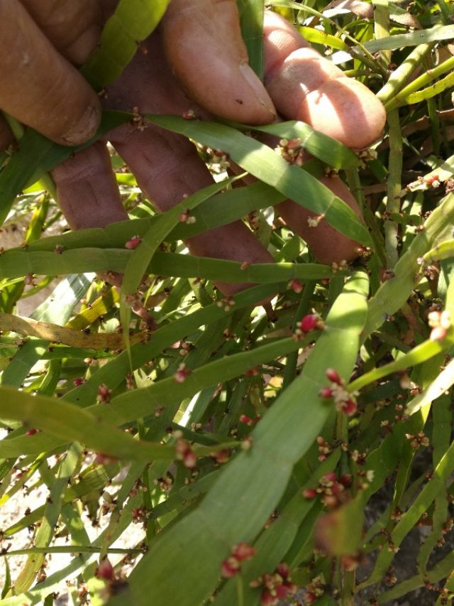 Homalocladium platycladum (=Muehlenbeckia platyclada) (Polygonaceae)