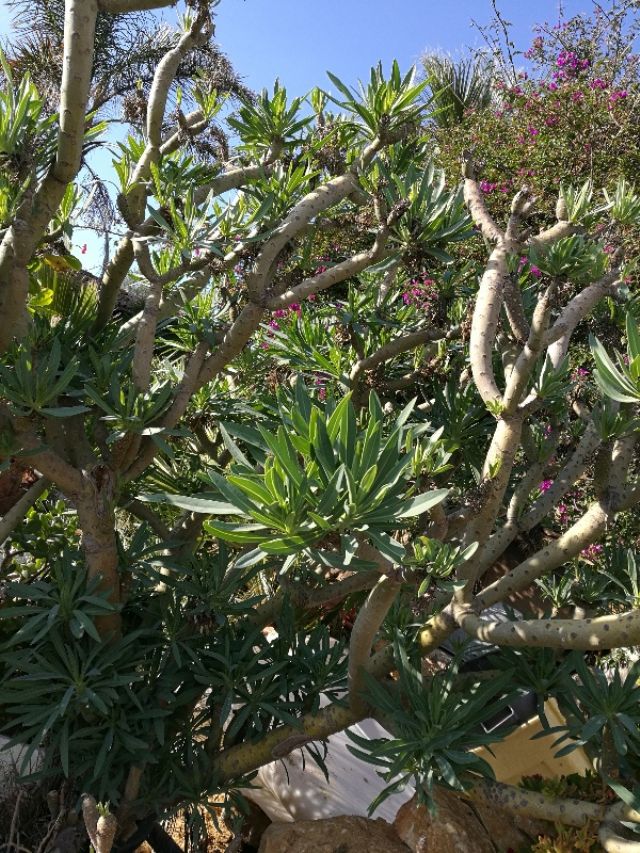 Kleinia neriifolia  (Asteraceae)