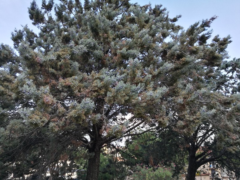 Cupressus argentea?