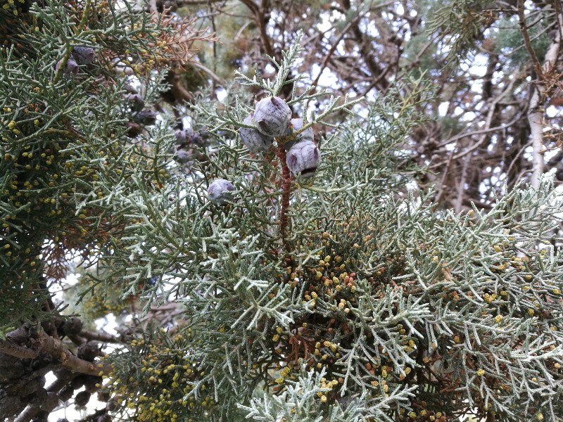 Cupressus argentea?