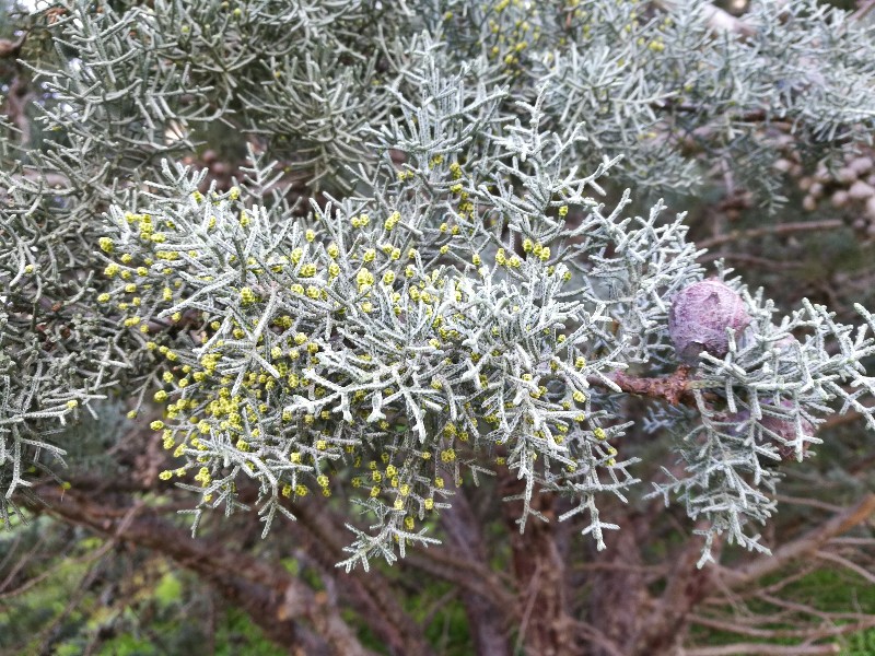 Cupressus argentea?