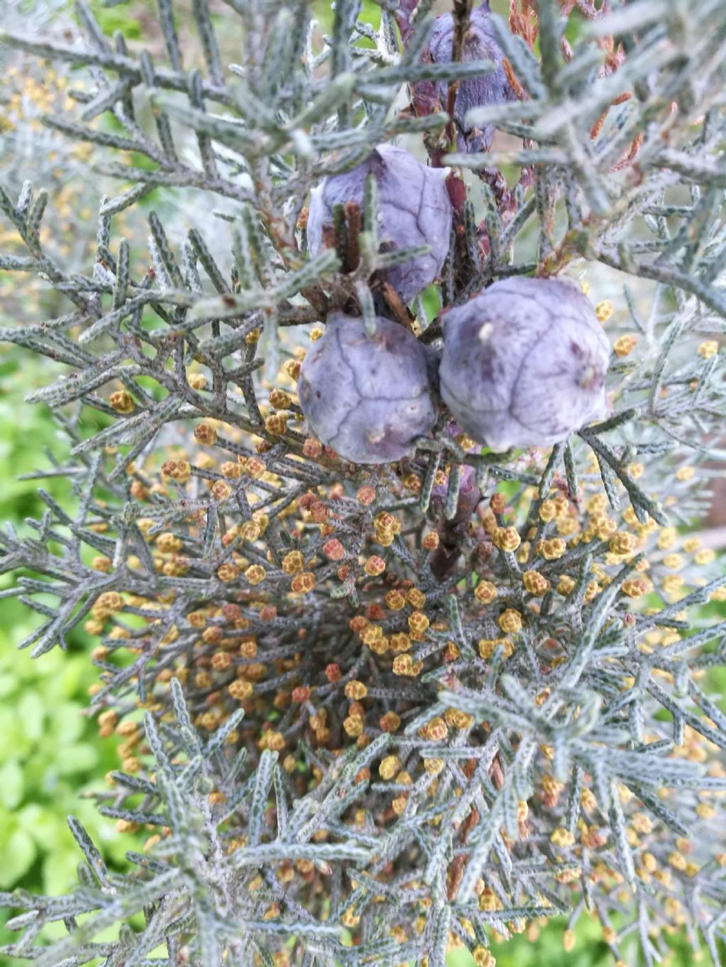 Cupressus argentea?