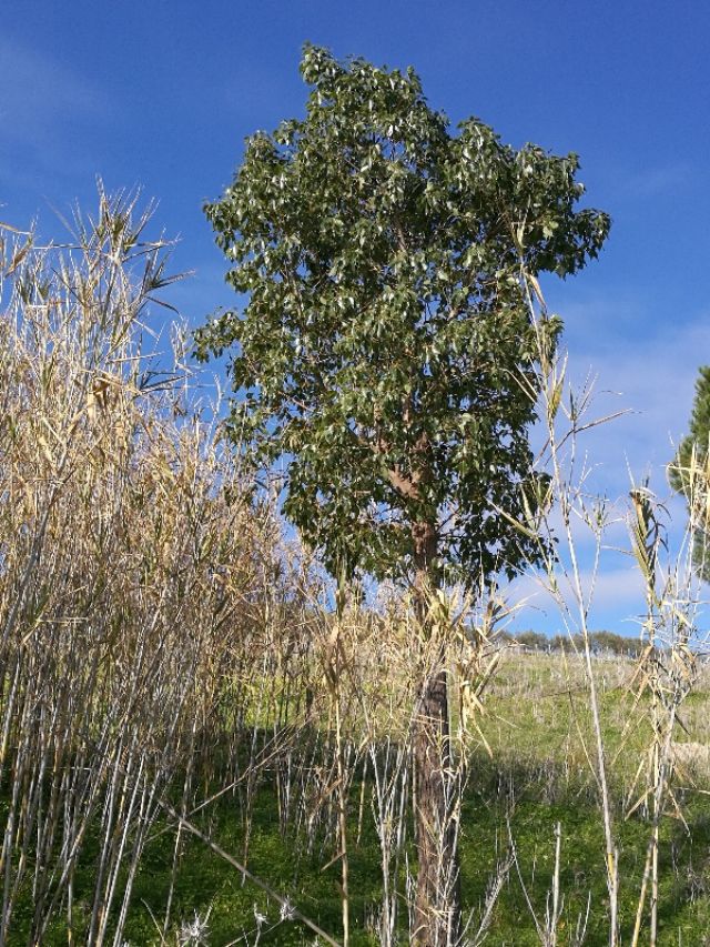 Quale albero? Brachychiton populneus (Malvaceae)