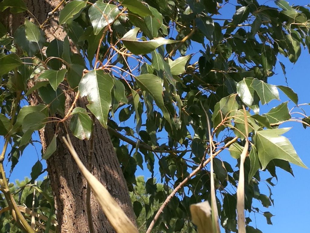 Quale albero? Brachychiton populneus (Malvaceae)