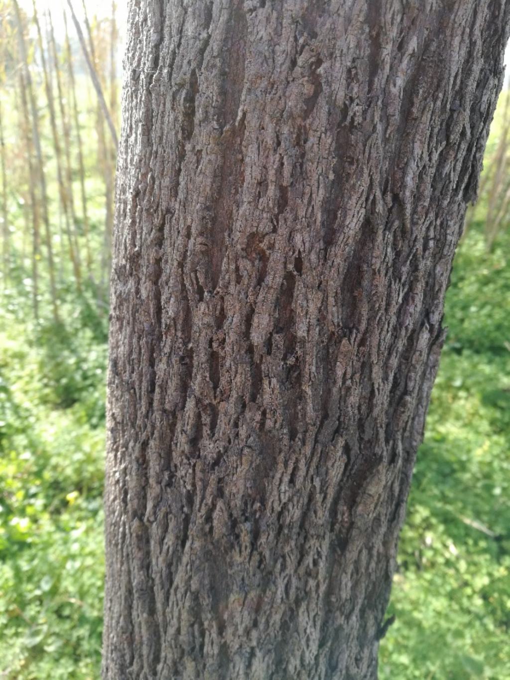 Quale albero? Brachychiton populneus (Malvaceae)