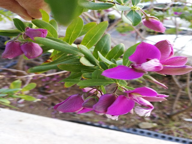 Polygala myrtifolia