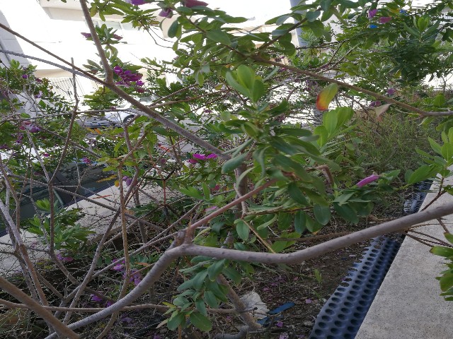 Polygala myrtifolia