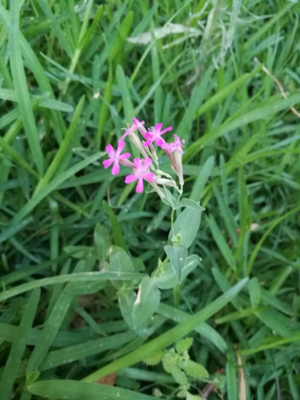 Silene (=Atocion) armeria (Caryophyllaceae)