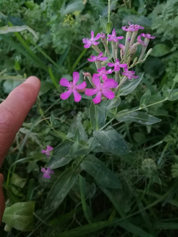 Silene (=Atocion) armeria (Caryophyllaceae)