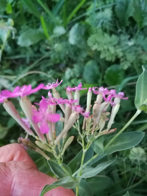 Silene (=Atocion) armeria (Caryophyllaceae)