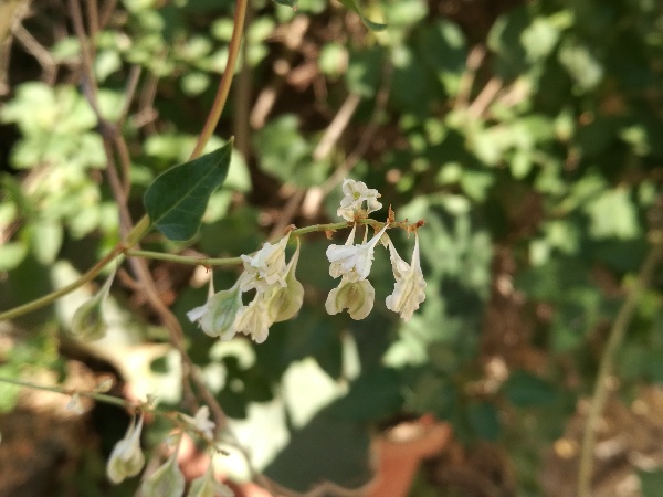 Reynoutria (=Fallopia) japonica  (Polygonaceae)