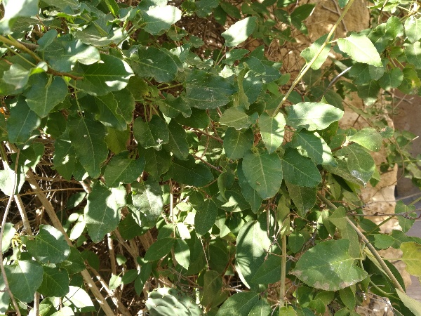 Reynoutria (=Fallopia) japonica  (Polygonaceae)