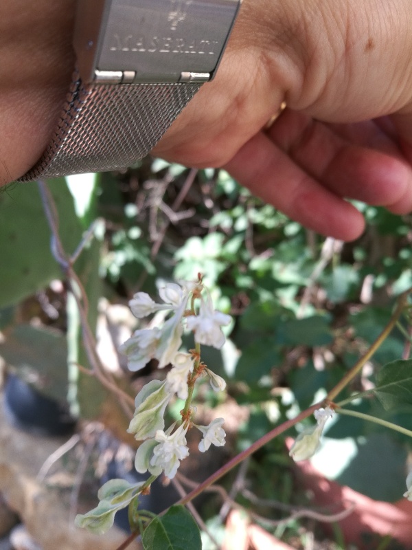 Reynoutria (=Fallopia) japonica  (Polygonaceae)