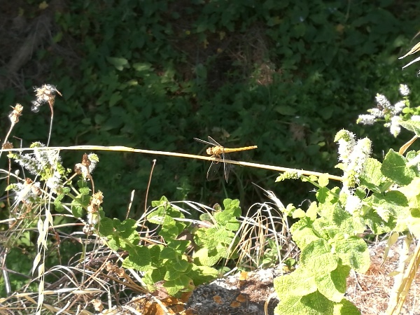Quale libellula?  Non identificabile
