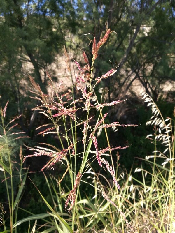 Miglio selvatico?  No, Sorghum halepense