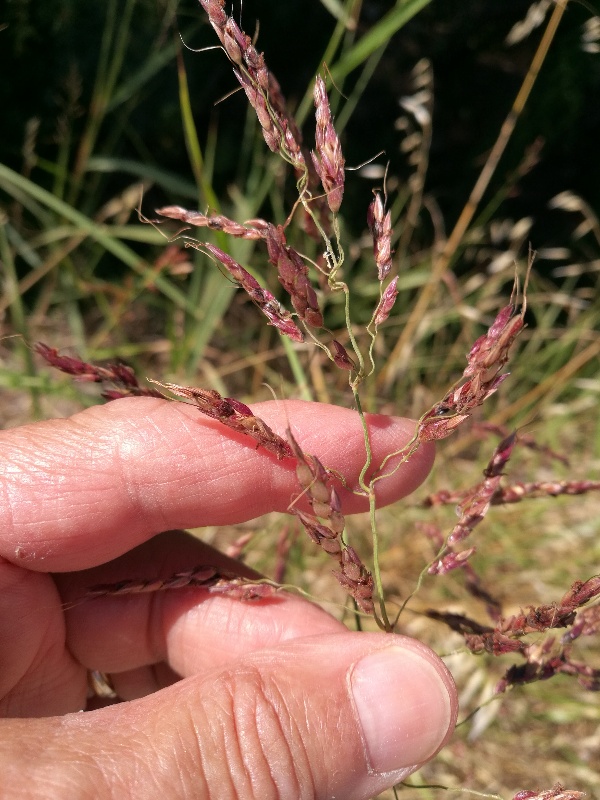 Miglio selvatico?  No, Sorghum halepense