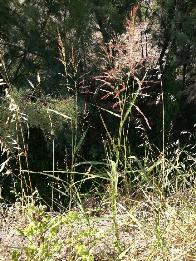 Miglio selvatico?  No, Sorghum halepense