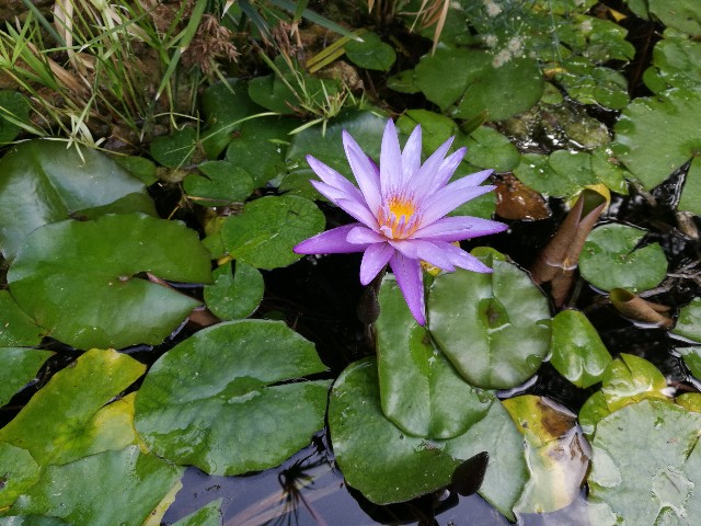 Nymphaea x hybrida