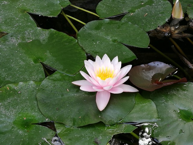 ibrido di Nymphaea alba