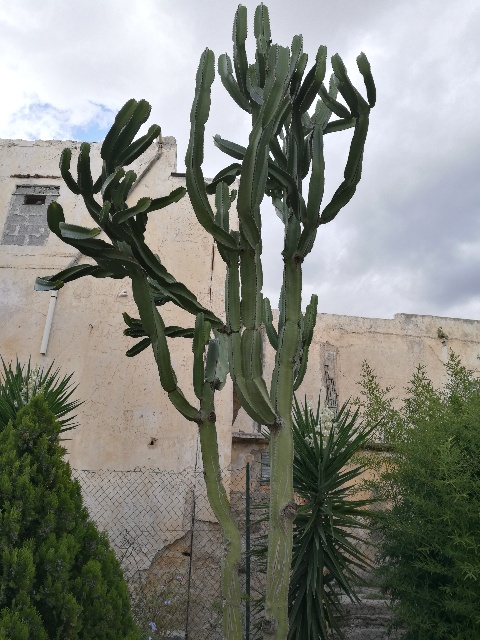 Cereus?  No, Euphorbia sp.