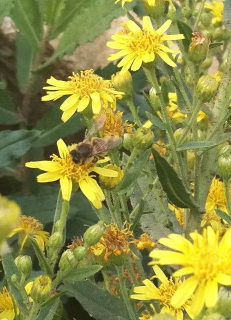 Apis mellifera