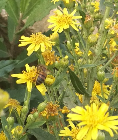 Apis mellifera