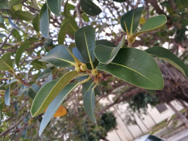 Ficus rubiginosa Desf. ex Vent