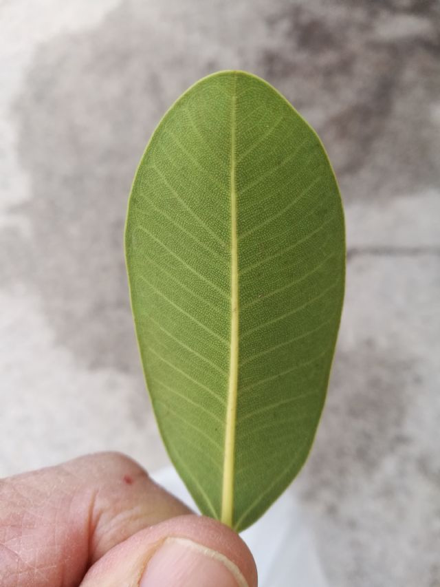 Ficus rubiginosa Desf. ex Vent