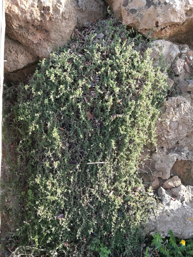 Delosperma?  Drosanthemum floribundum (Aizoaceae)