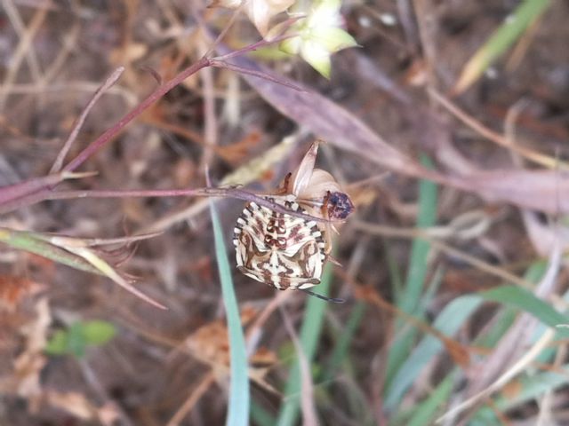 Pentatomidae: ninfa diCarpocoris sp.